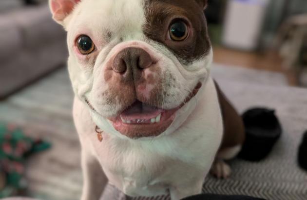 Ducky therapy dog